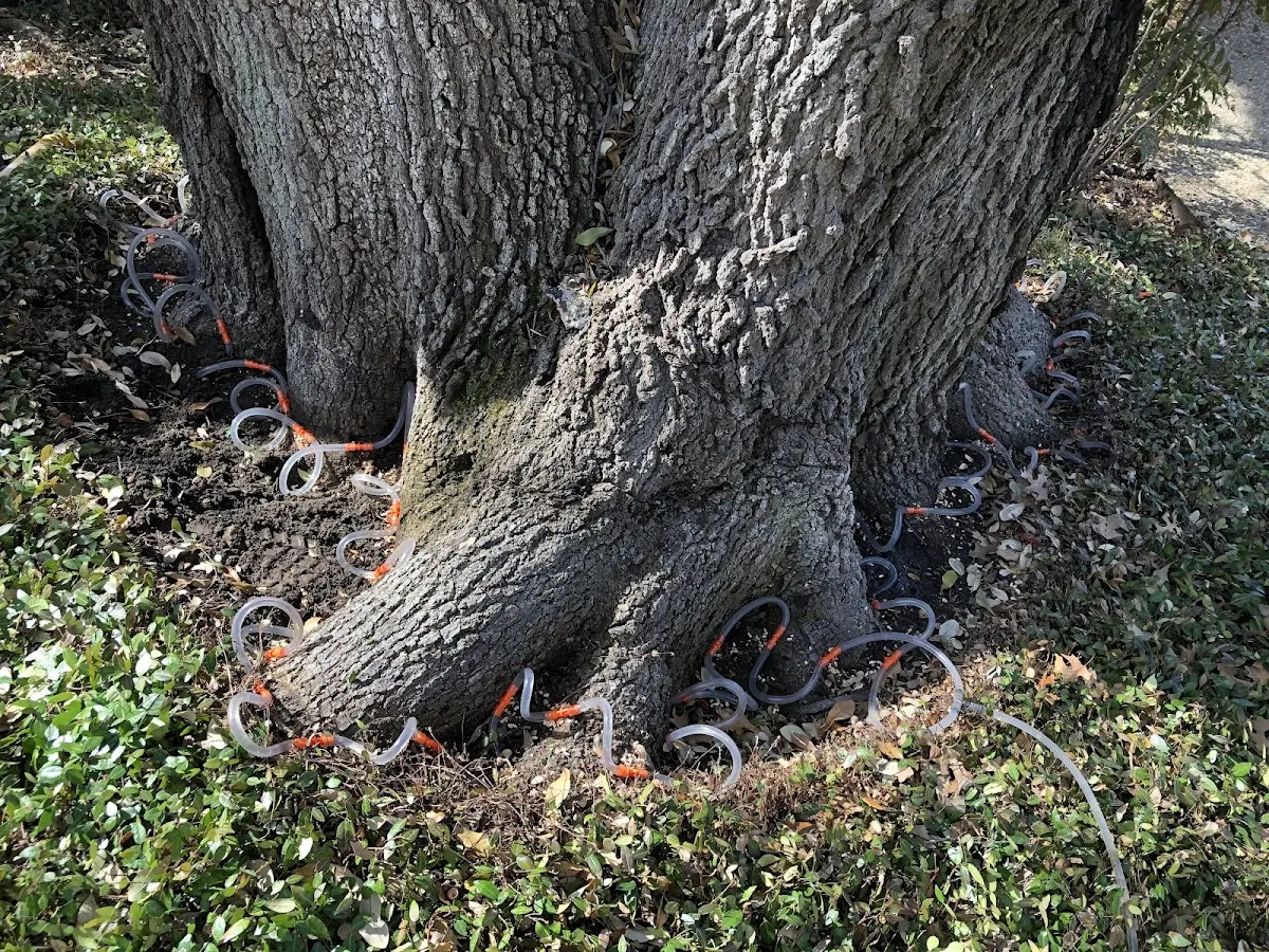 Detailed Tree Cabling and Bracing job site in Maple Springs