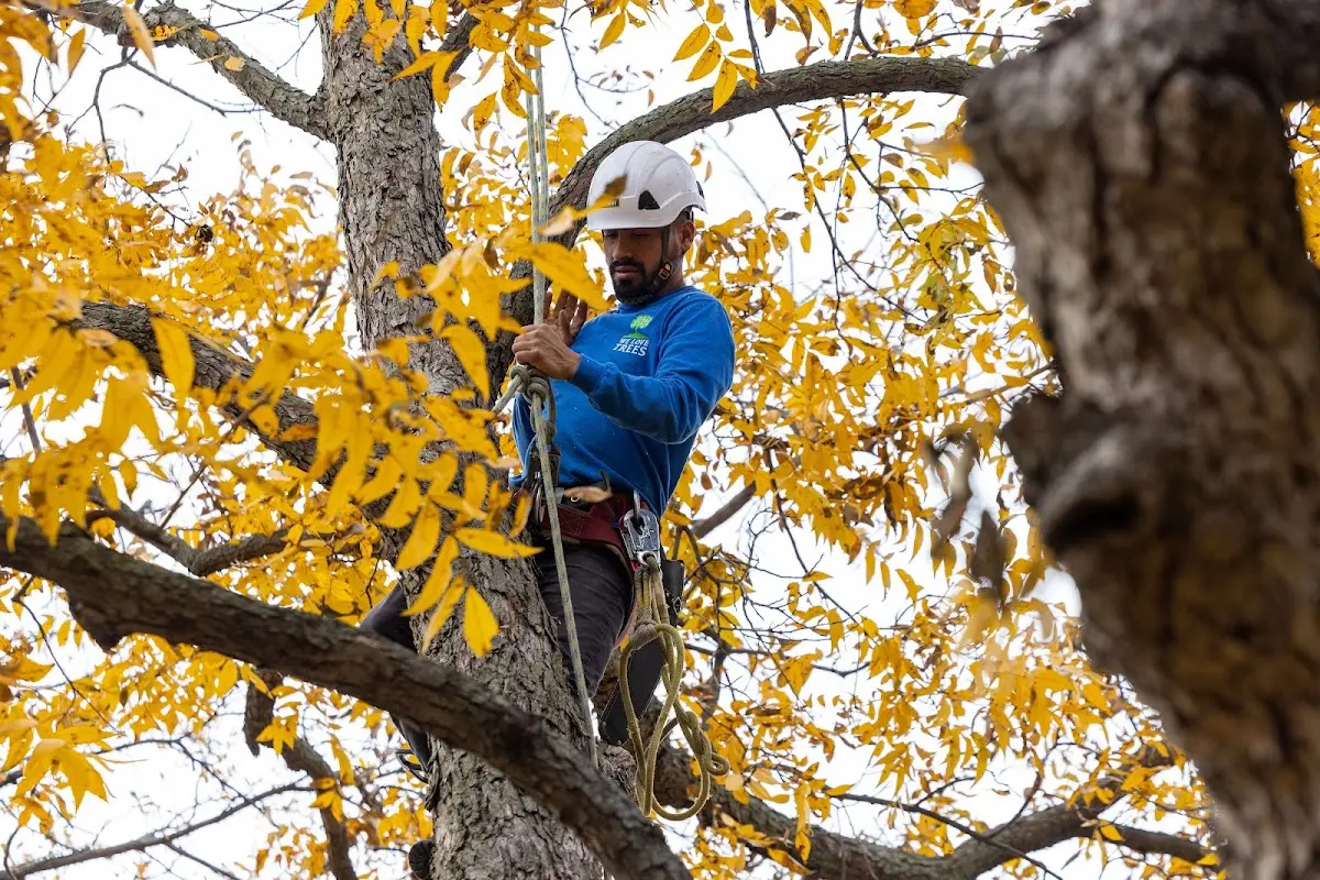Skilled Storm Damage Cleanup crew working in Maple Springs